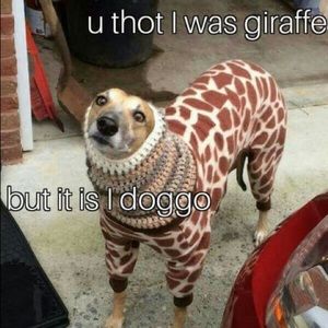 Meet your Posher, Kori